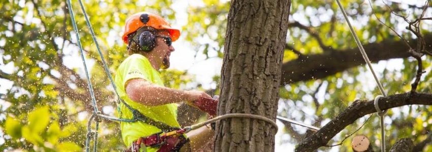 a qualified arborist using a chainsaw for tree removal