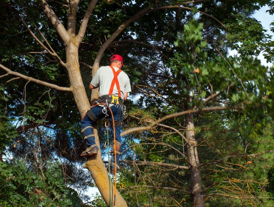 A qualified arborist using a rope system to ascend a tree