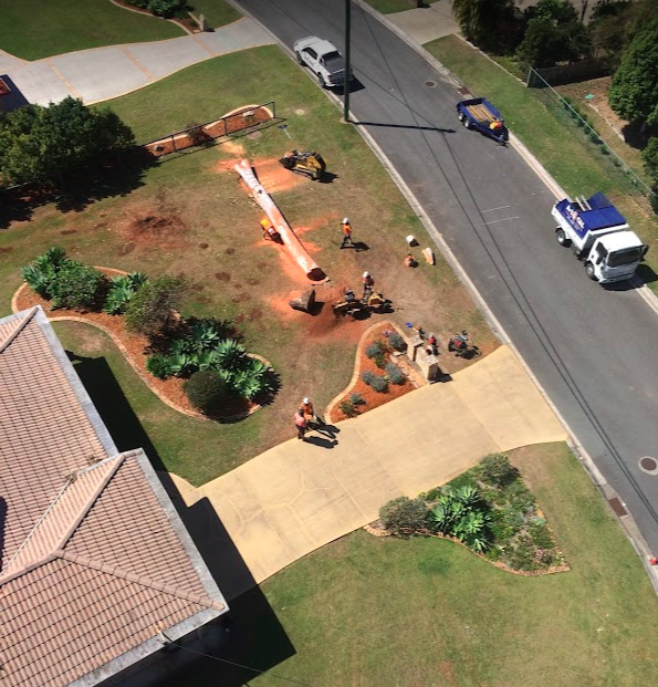 Birdseye view of qualified arborists removing a tree