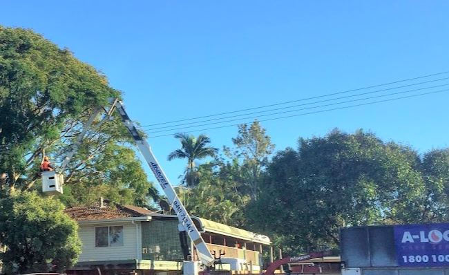 Tree removal from powerlines by arborist