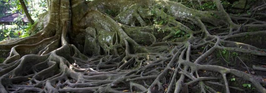 An old tree with a large root system