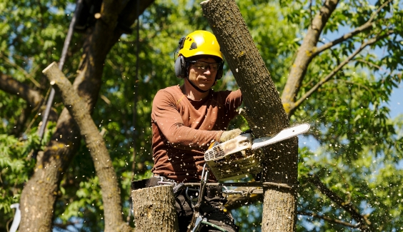 qualified arborist using a chainsaw for tree removal