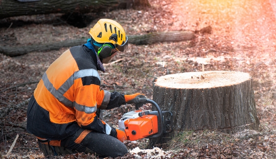 qualified arborist cutting down a tree stump ready for grinding