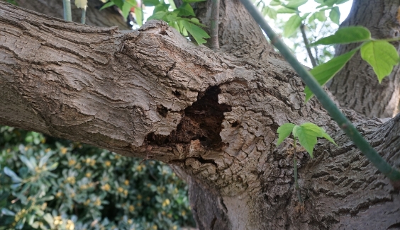 pest infestation in a tree branch