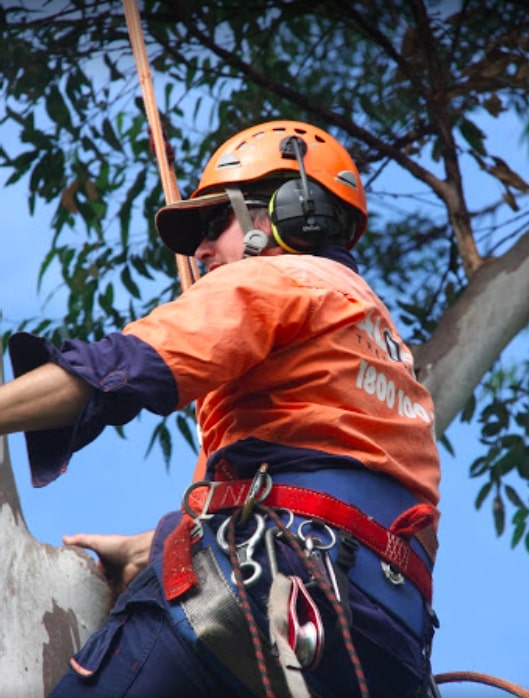 A qualified arborist using a rope system to ascend a tree
