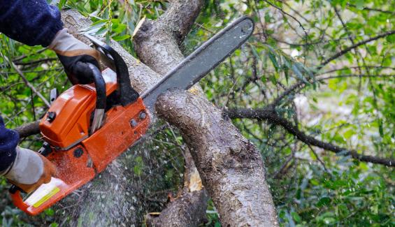 a qualified arborist using a chainsaw for tree removal