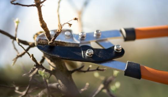 pliers pruning a tree