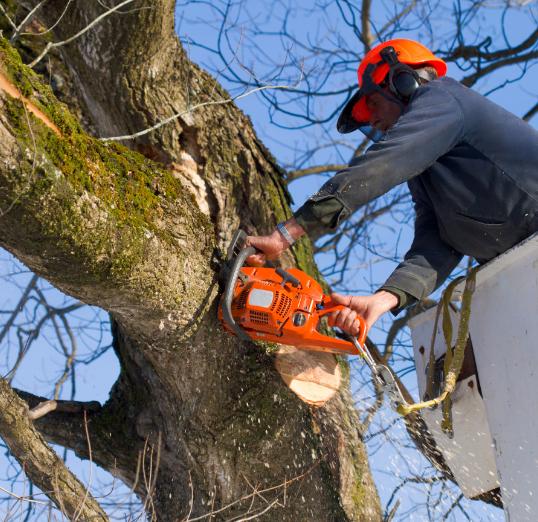 qualified arborist in a crane cutting large tree branches