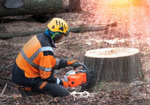 Lumberjack with chainsaw is shortening a stump of sawed linden