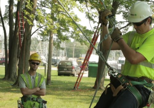 qualified arborist getting ready to ascend a tree for removal
