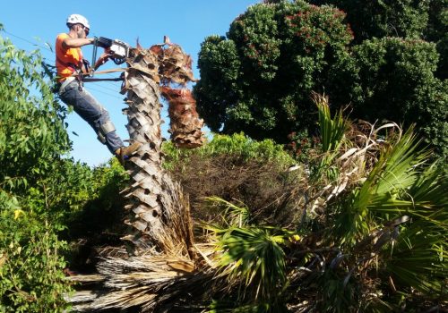 a qualified arborist removing a palm tree