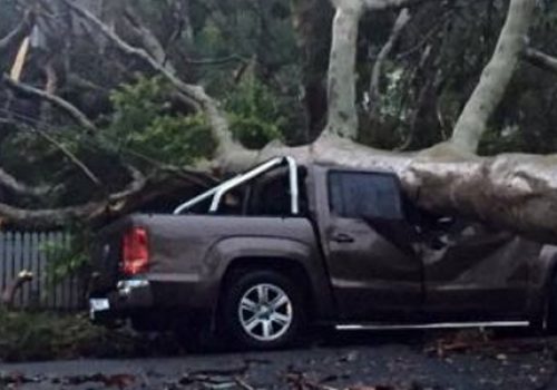 a car that is crushed under a fallen tree
